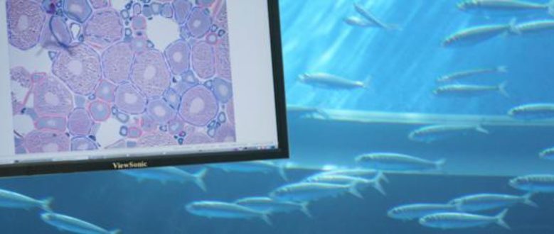 GOVOCITOS: Software para a estimación da fecundidade en peixes analizando imaxes histolóxicas