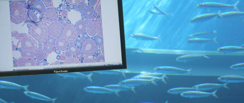 DETEPRE: Desenvolvemento e implementación de novas tecnoloxías e protocolos no estudo de ecoloxía reproductiva pesqueira.